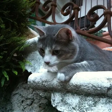 Le Ziette